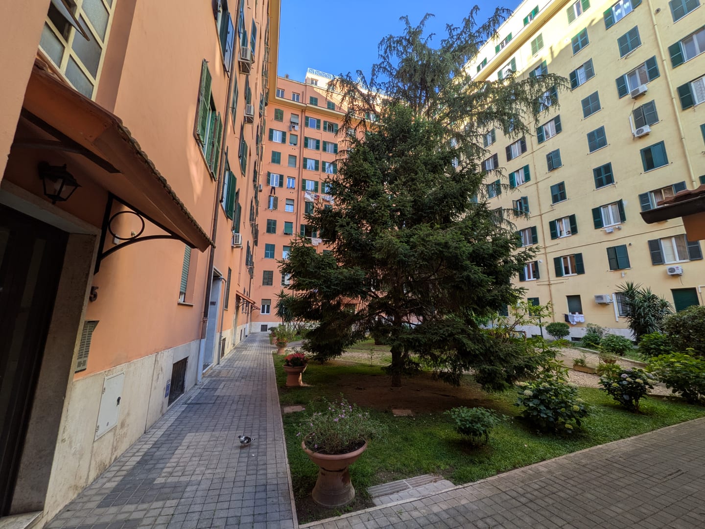 Il cortile giardino con un grande pino e vasi fioriti davanti alla facciata ocra