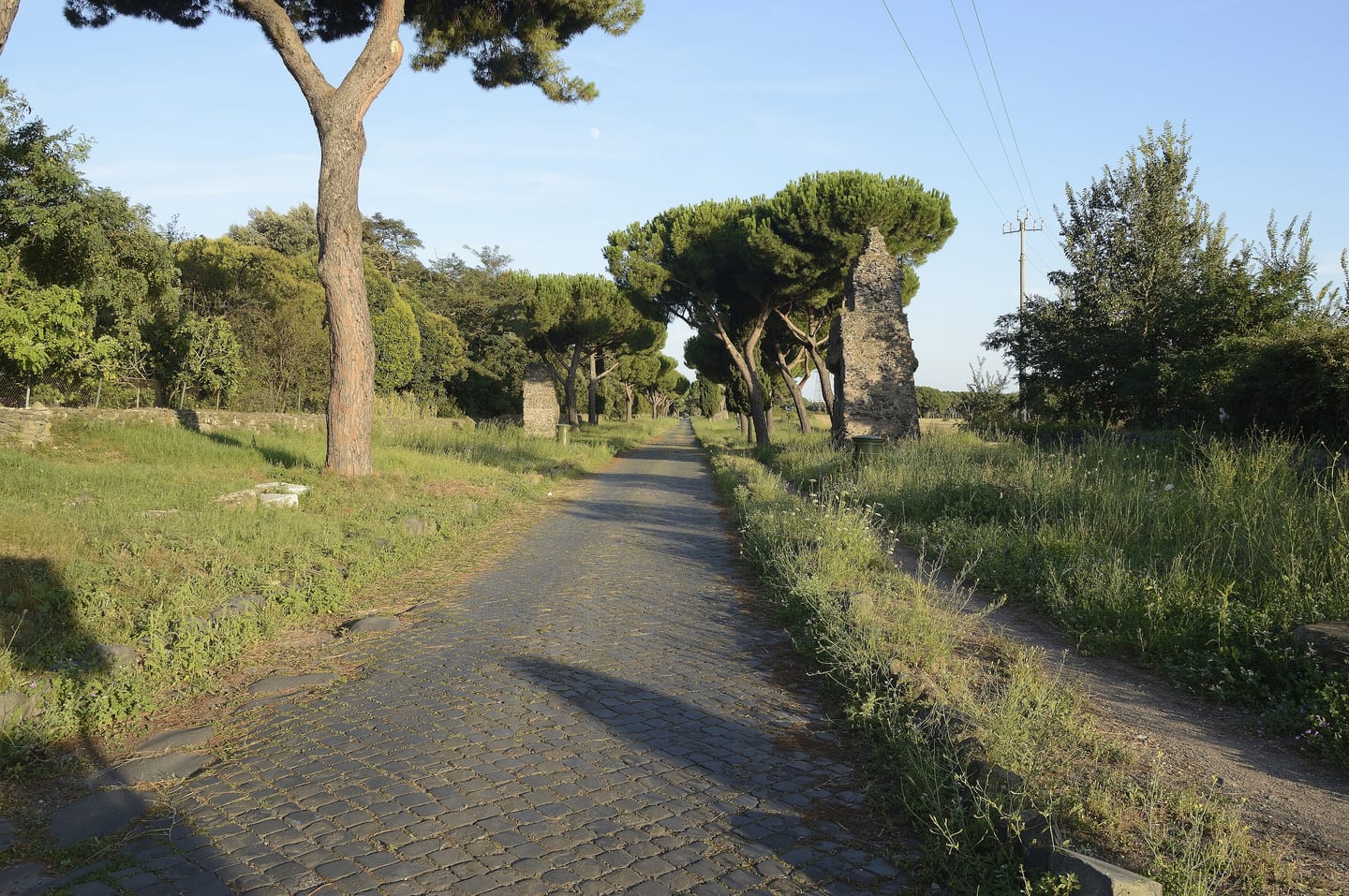 Il basolato antico della Via Appia Antica tra i pini marittimi